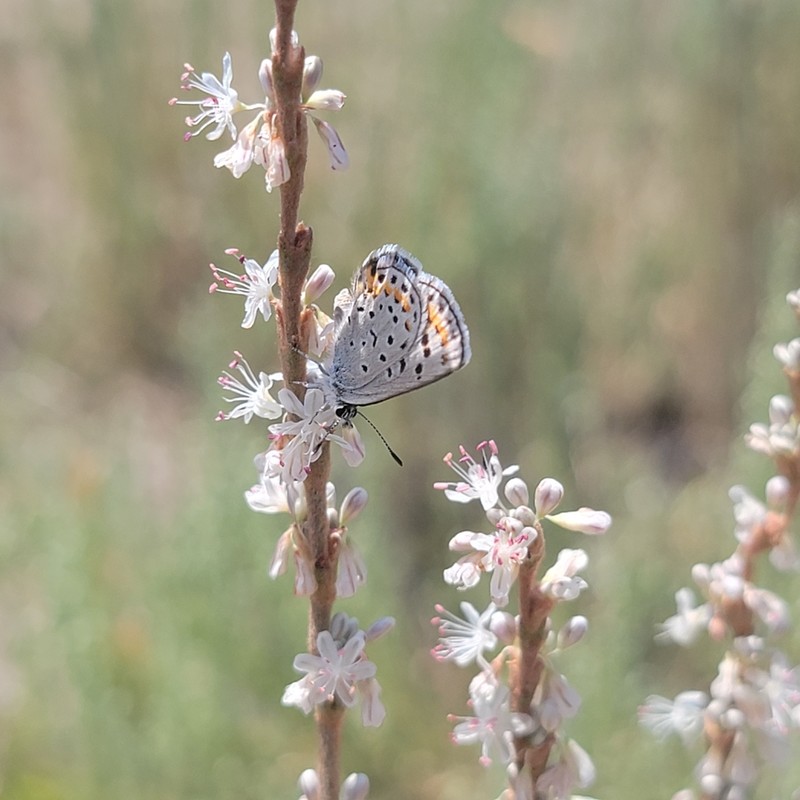 Redroot Buckwheat photo 7