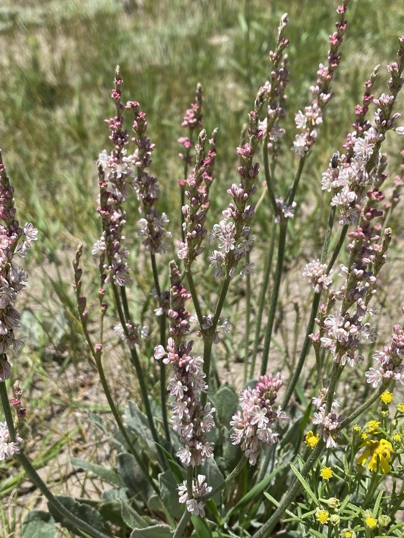 Redroot Buckwheat photo 8