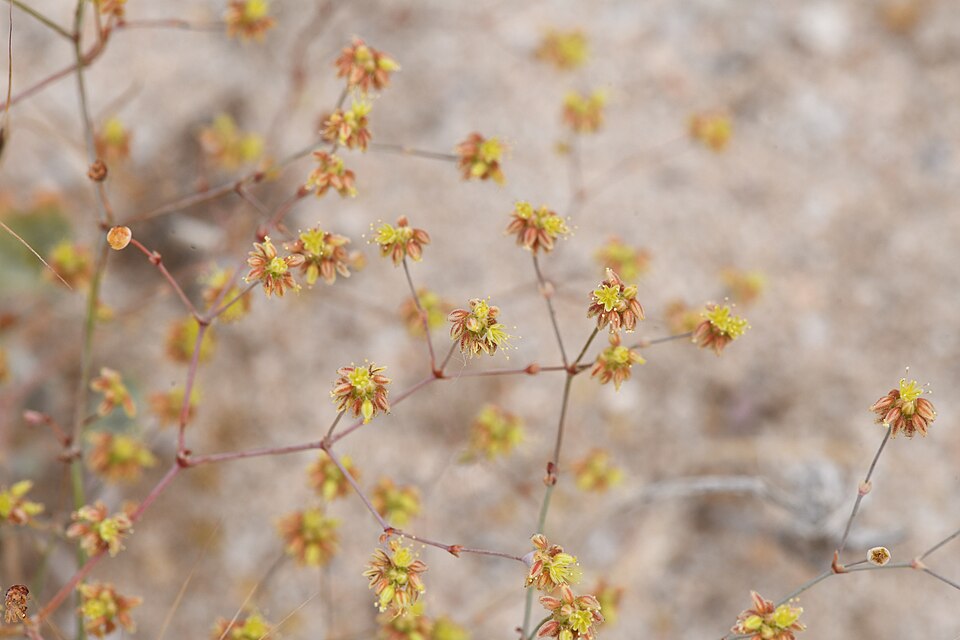 Kidneyleaf Buckwheat