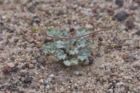 Kidneyleaf Buckwheat