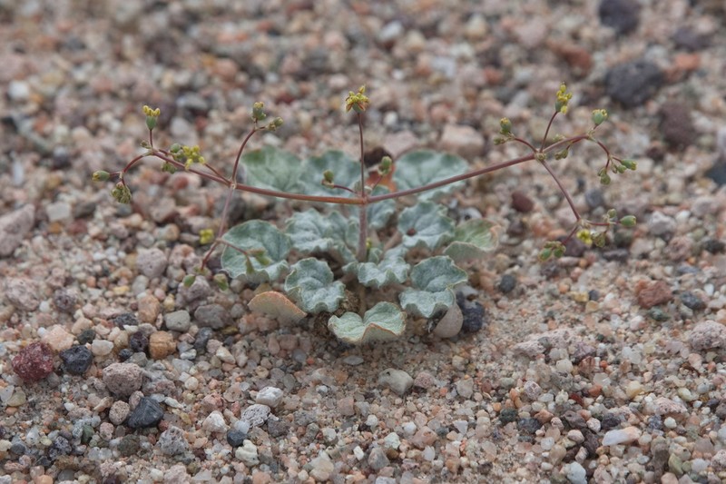 Kidneyleaf Buckwheat