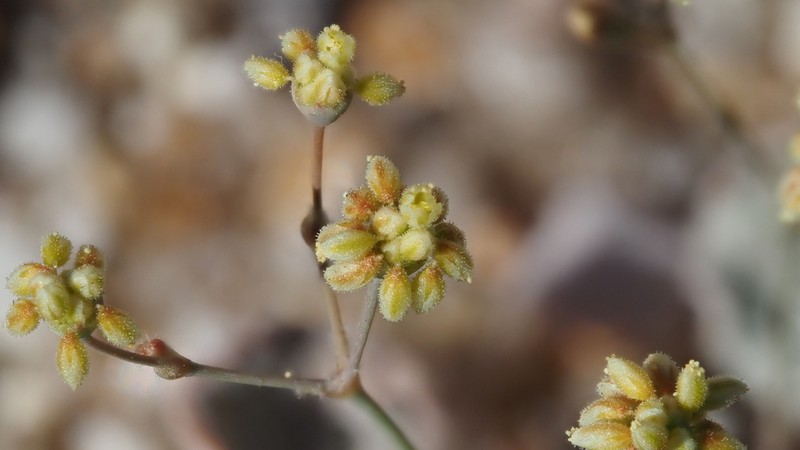Kidneyleaf Buckwheat photo 2