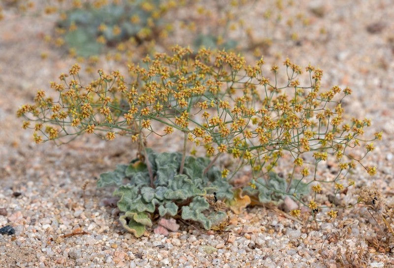 Kidneyleaf Buckwheat photo 3
