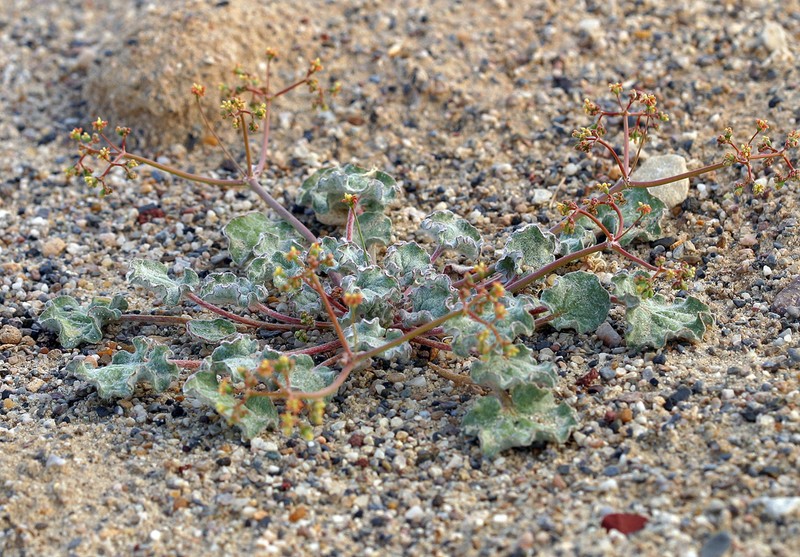 Kidneyleaf Buckwheat photo 4