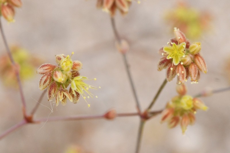 Kidneyleaf Buckwheat photo 5