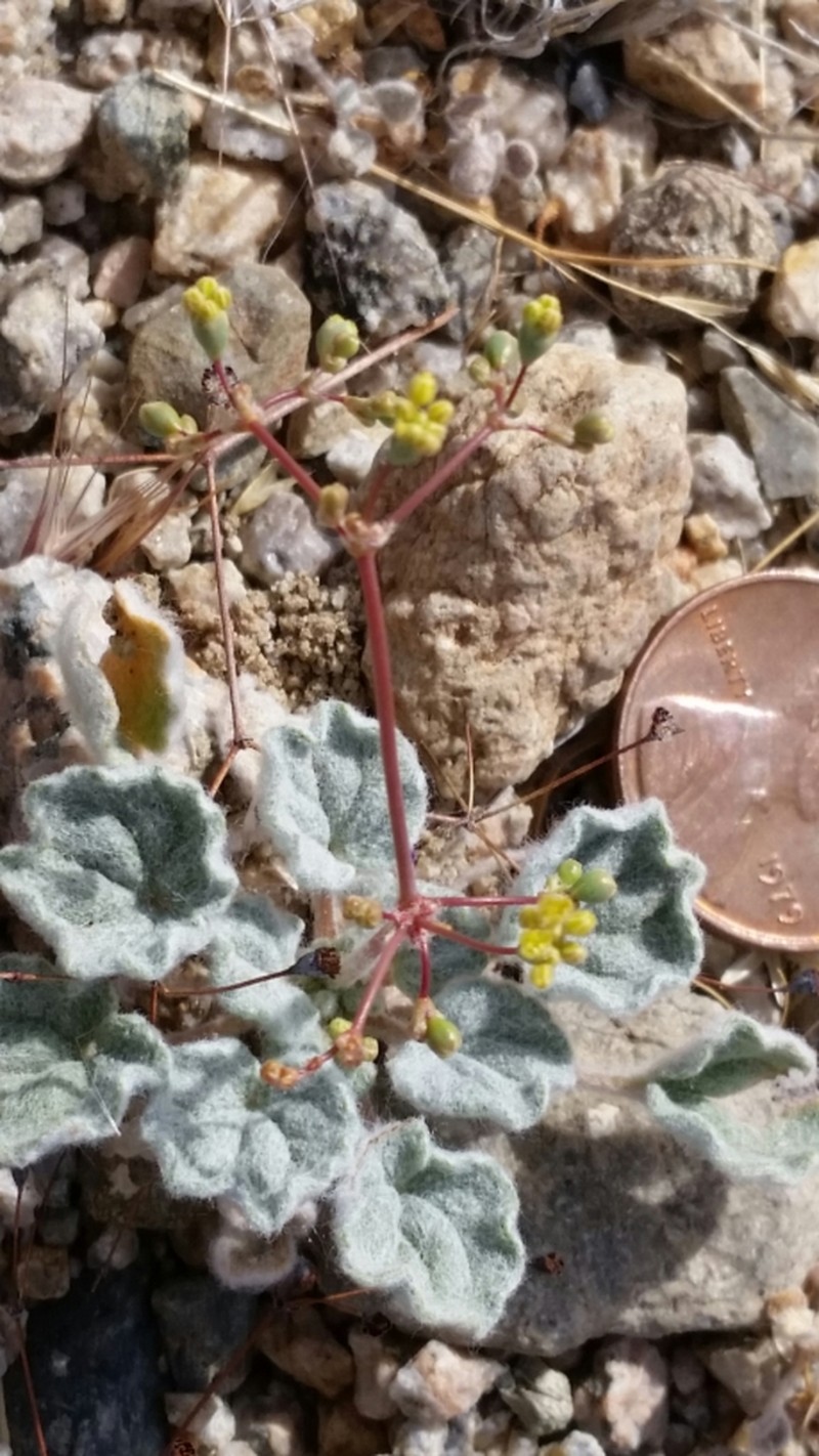 Kidneyleaf Buckwheat photo 6