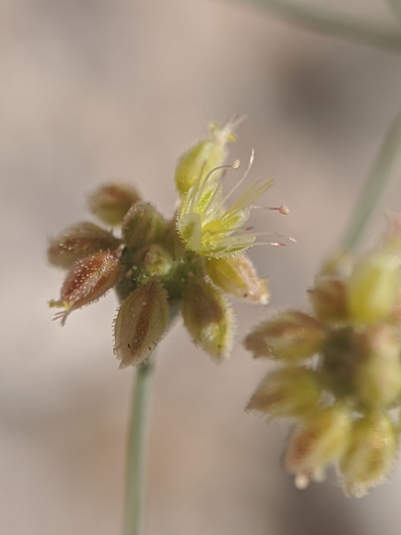 Kidneyleaf Buckwheat photo 7