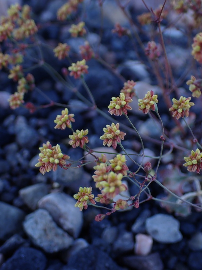 Kidneyleaf Buckwheat photo 8