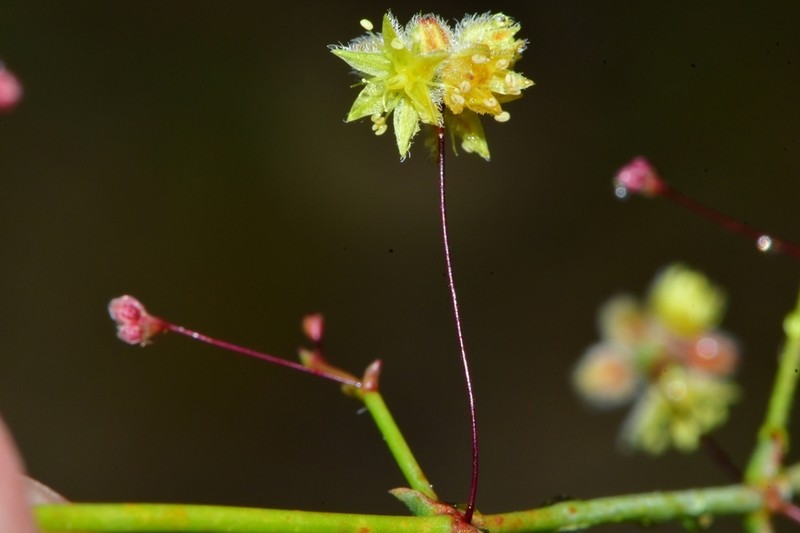 Eriogonum repens photo 2