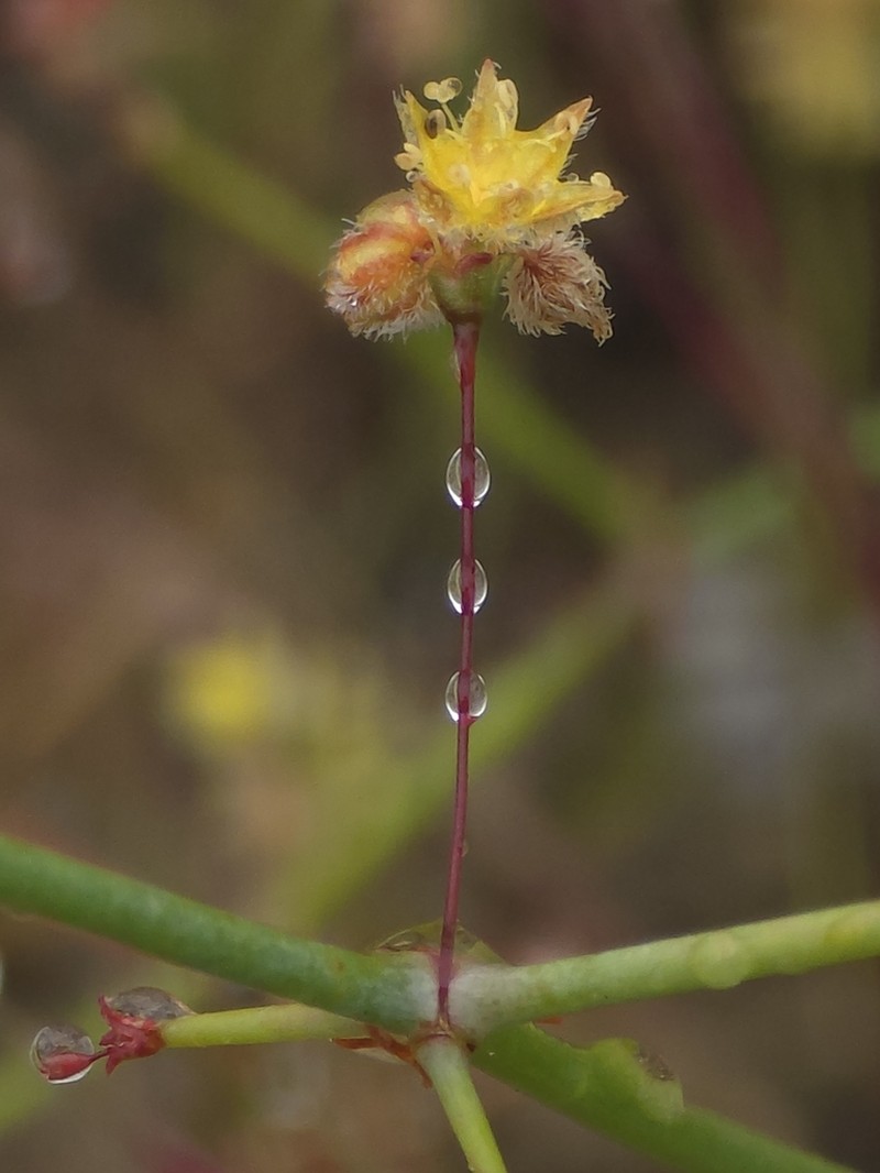 Eriogonum repens photo 3