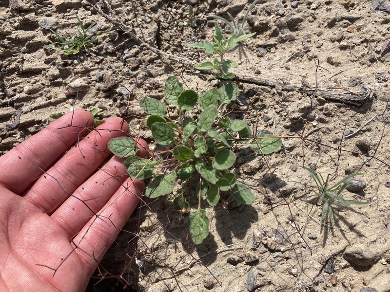 Eriogonum repens photo 4