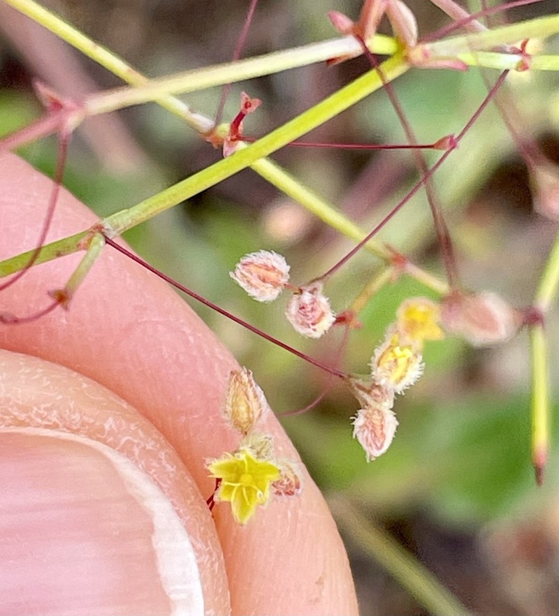 Eriogonum repens photo 5