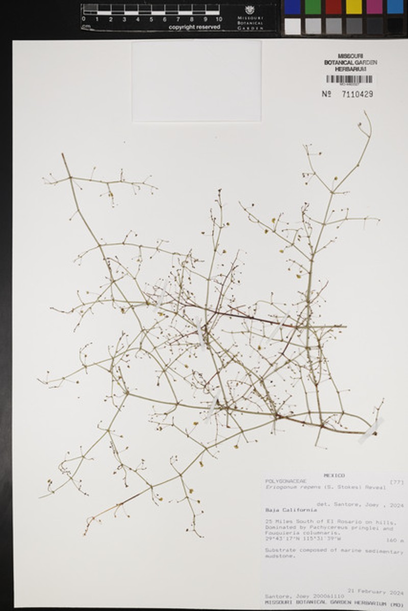 Eriogonum repens photo 8