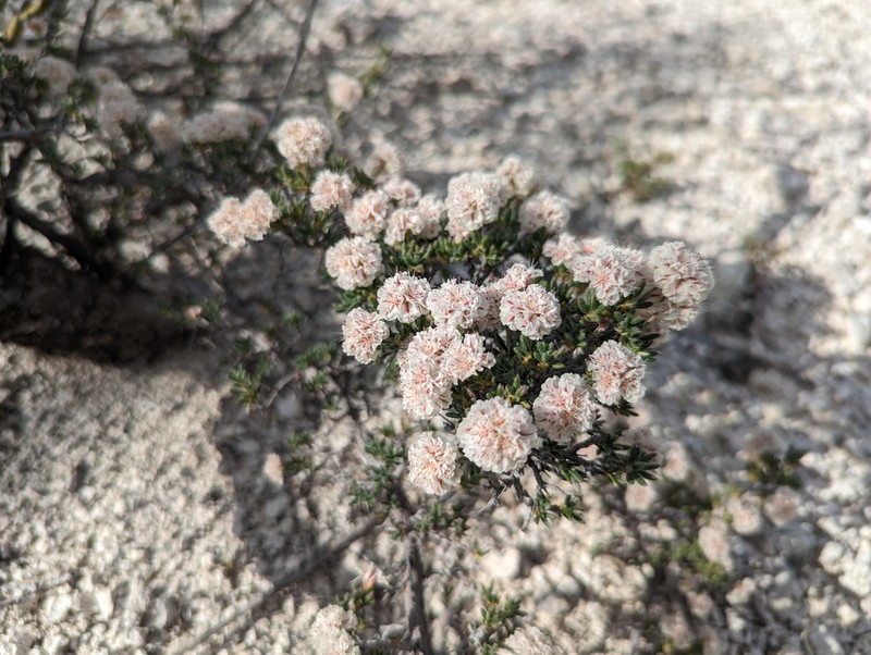 Fraziers Well Buckwheat photo 2