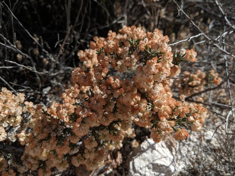 Fraziers Well Buckwheat photo 4