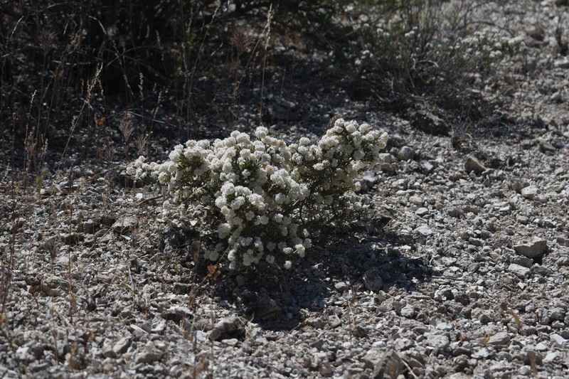 Fraziers Well Buckwheat photo 5
