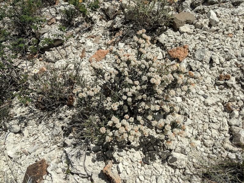 Fraziers Well Buckwheat photo 6