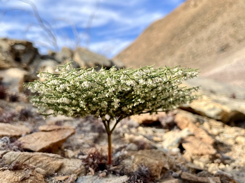 Pagoda Buckwheat