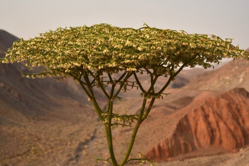 Pagoda Buckwheat photo 2