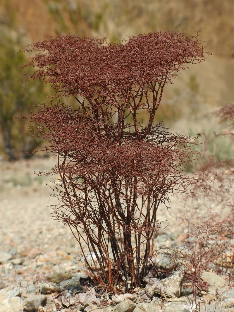 Pagoda Buckwheat photo 3