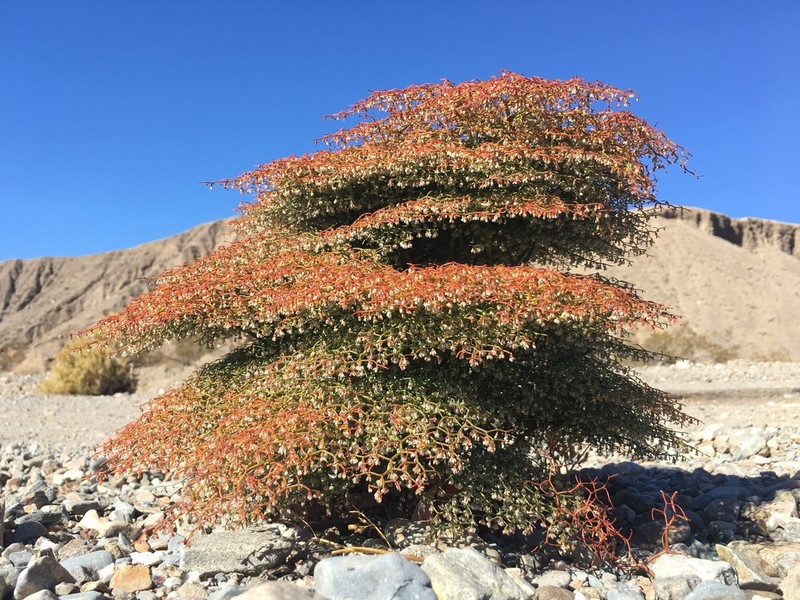 Pagoda Buckwheat photo 4