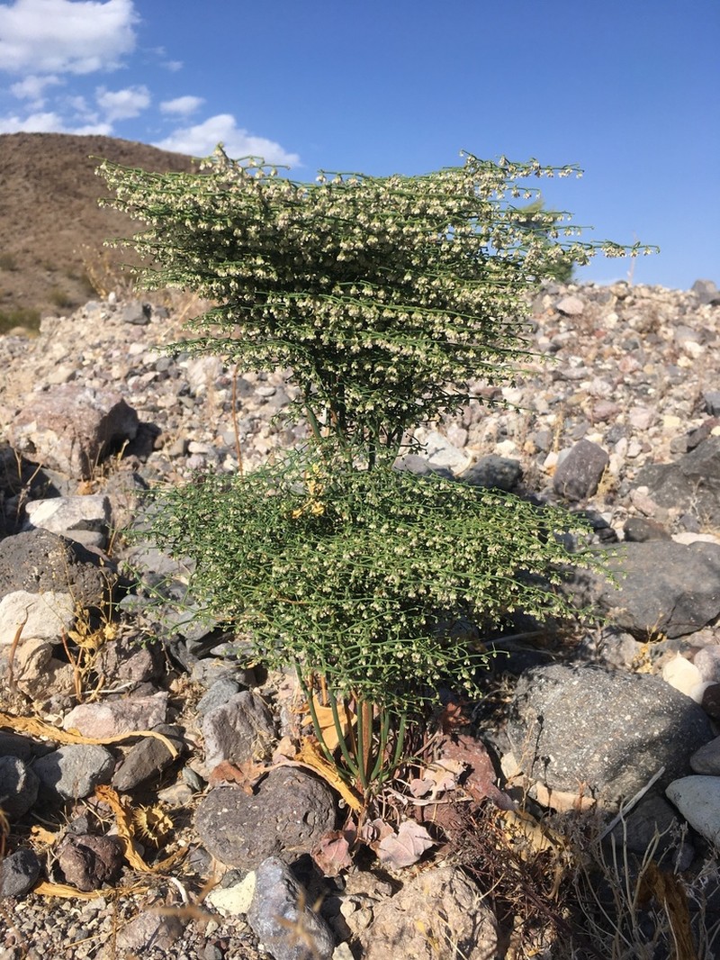 Pagoda Buckwheat photo 6