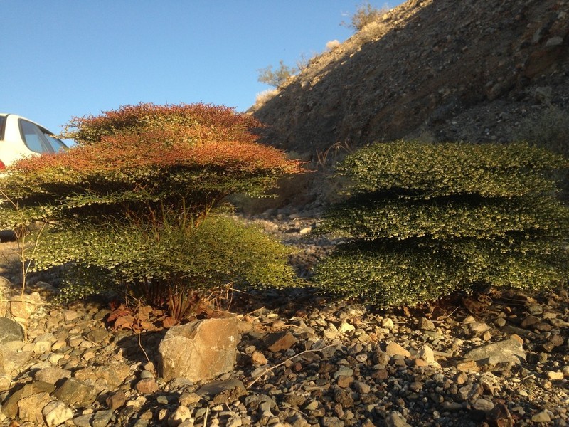 Pagoda Buckwheat photo 7