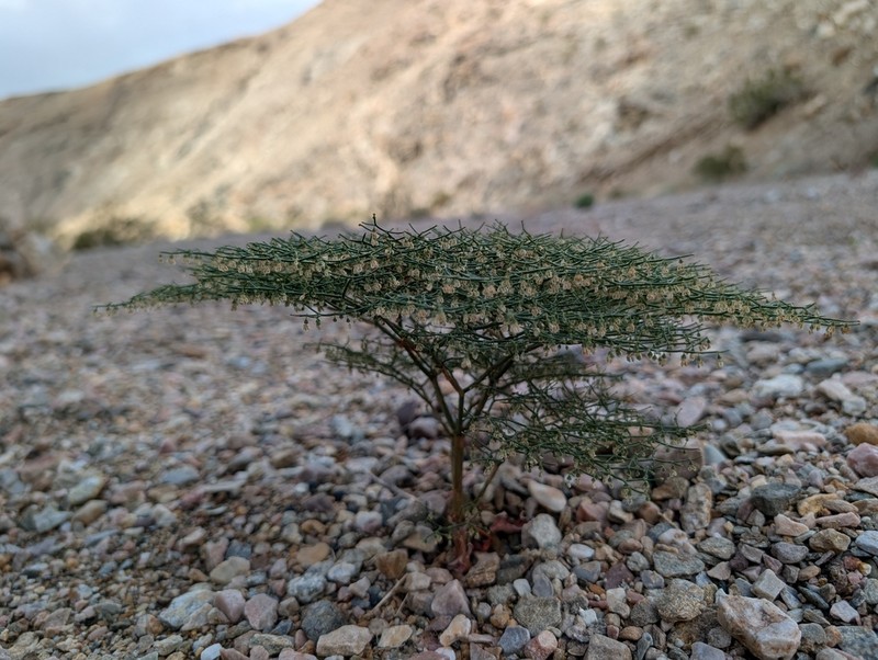 Pagoda Buckwheat photo 8