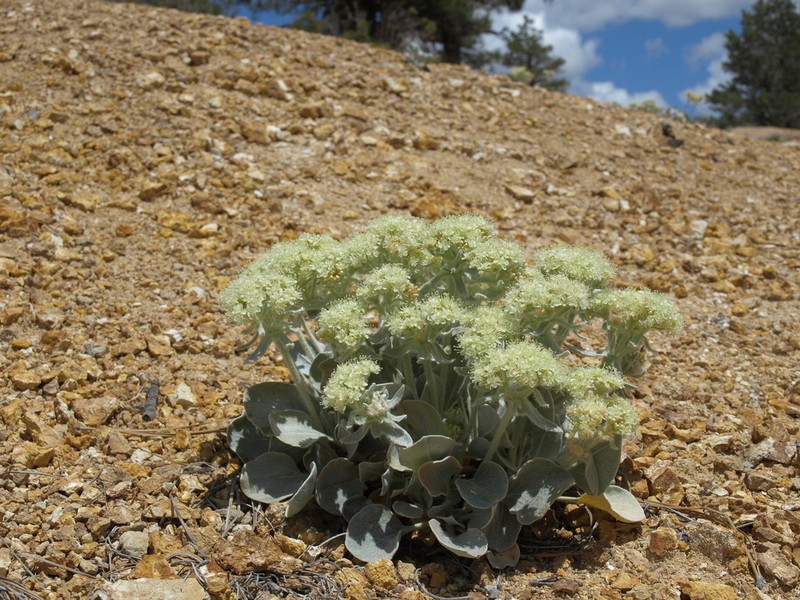 Granite Buckwheat