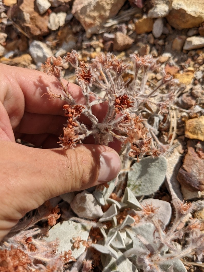 Granite Buckwheat photo 2