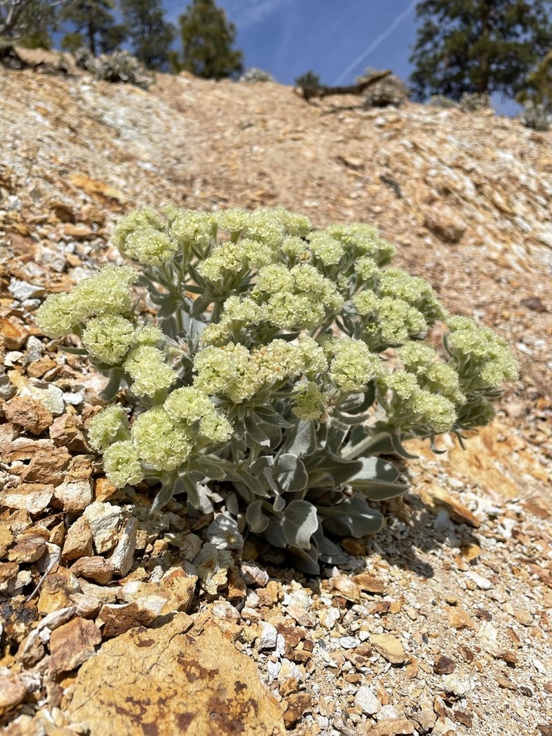 Granite Buckwheat photo 3