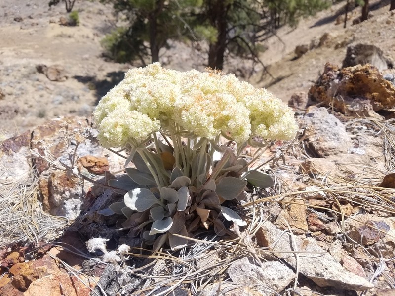 Granite Buckwheat photo 4