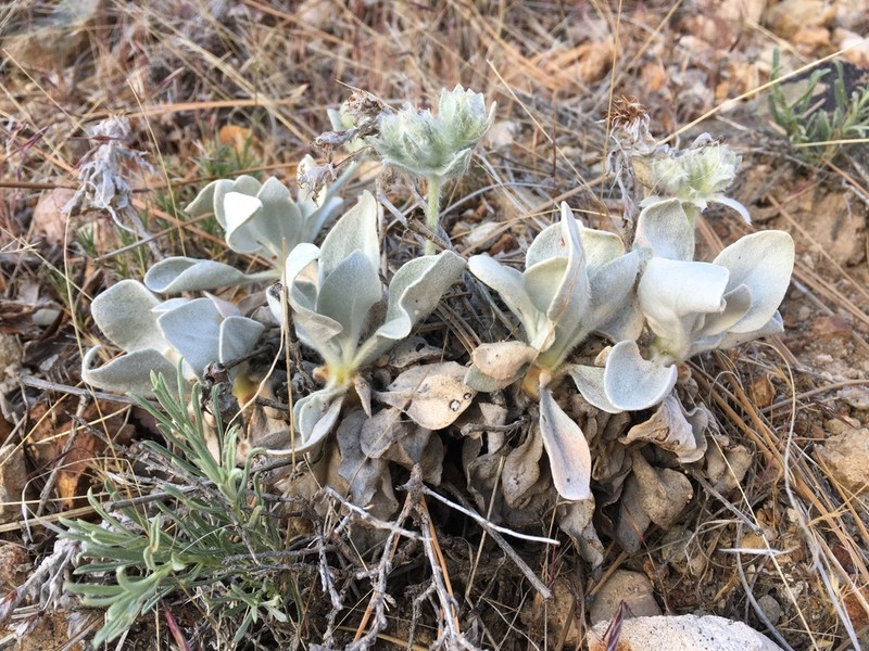 Granite Buckwheat photo 5