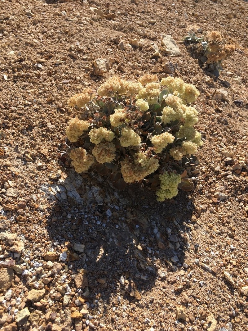 Granite Buckwheat photo 6