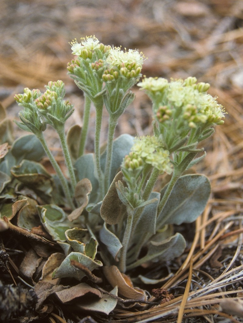 Granite Buckwheat photo 7