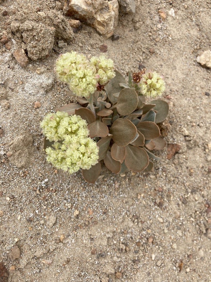 Granite Buckwheat photo 8