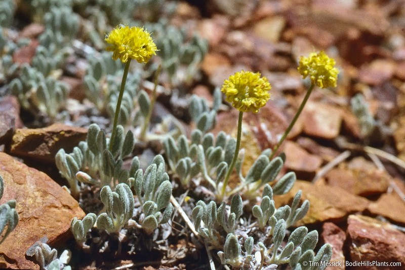 Rosy Buckwheat