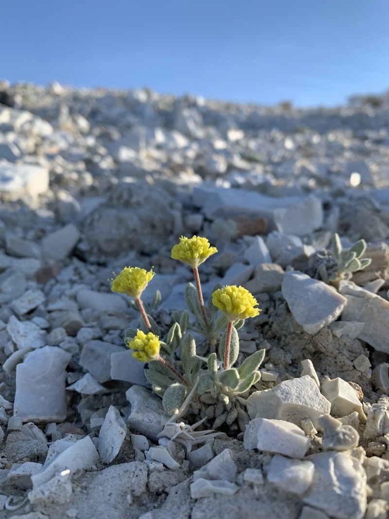Rosy Buckwheat photo 2