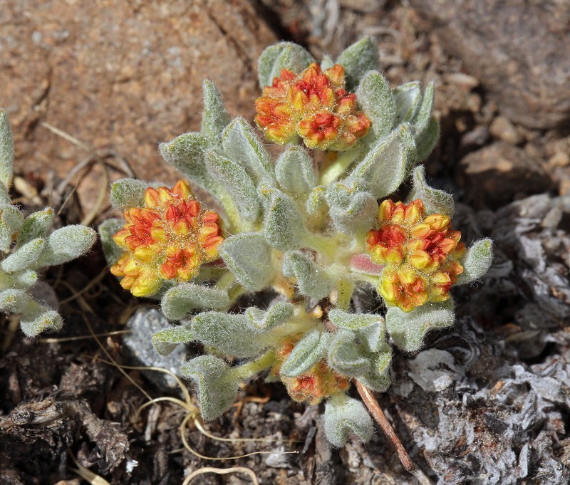Rosy Buckwheat photo 3