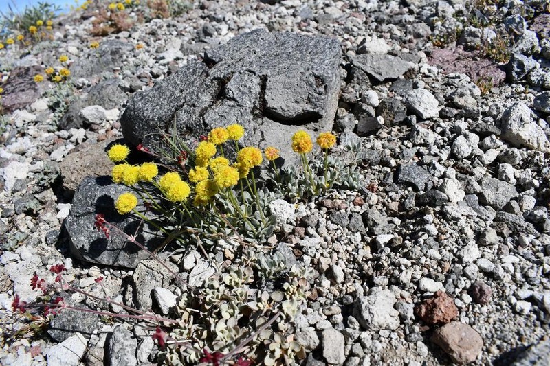 Rosy Buckwheat photo 4