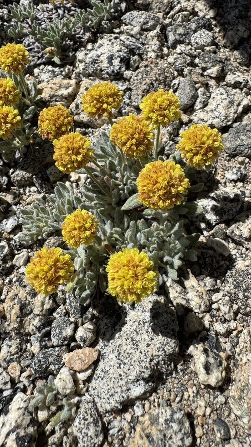 Rosy Buckwheat photo 5