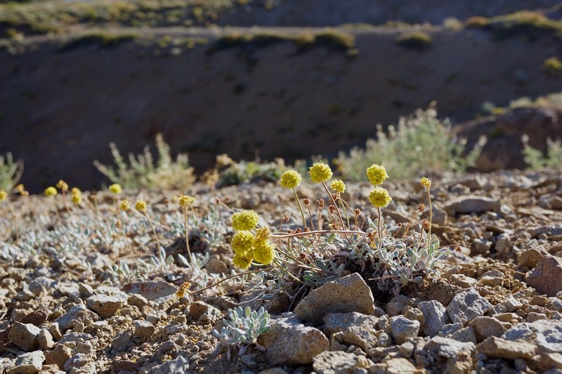 Rosy Buckwheat photo 6