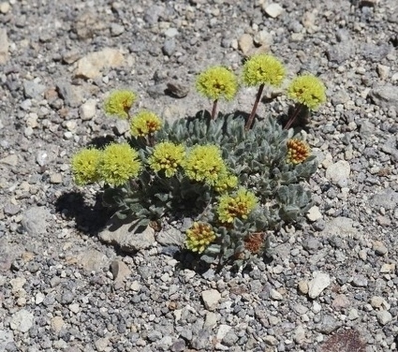 Rosy Buckwheat photo 7