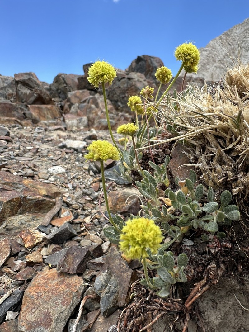 Rosy Buckwheat photo 8
