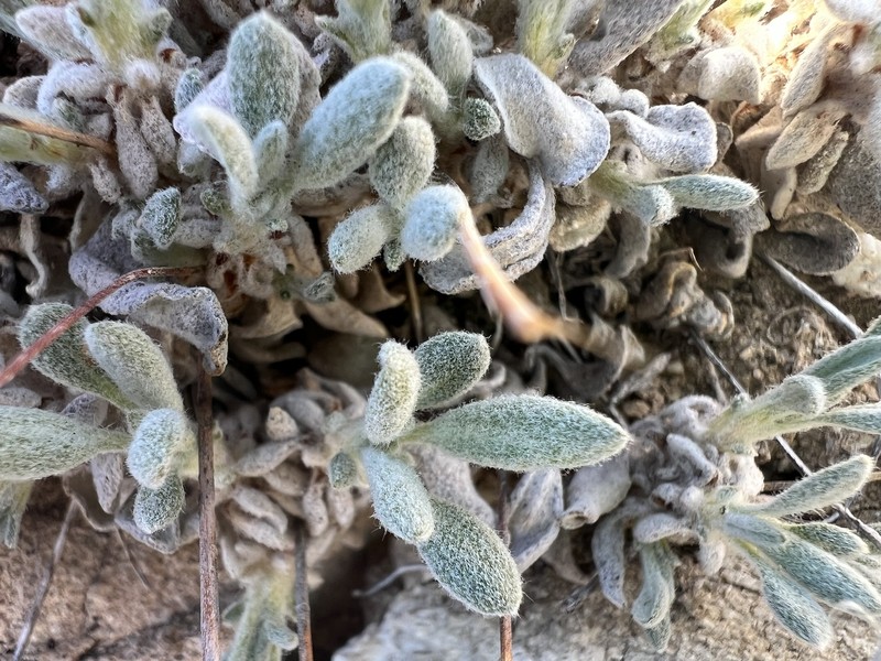 Eriogonum rosense var. beatleyae