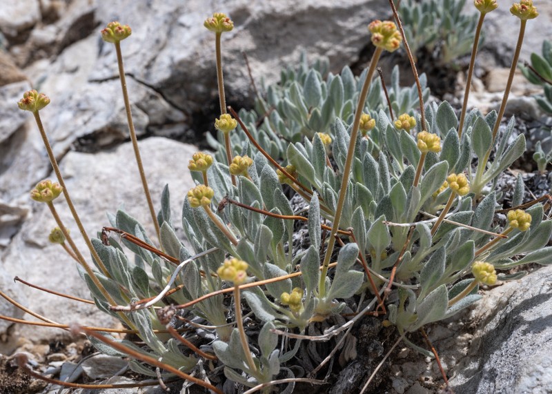 Eriogonum rosense var. beatleyae photo 2