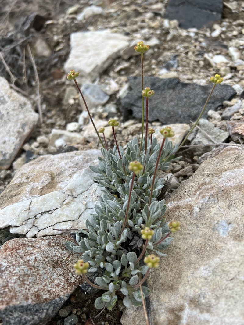 Eriogonum rosense var. beatleyae photo 3