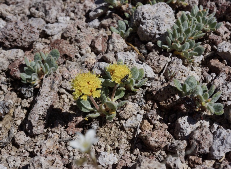 Eriogonum rosense var. beatleyae photo 4