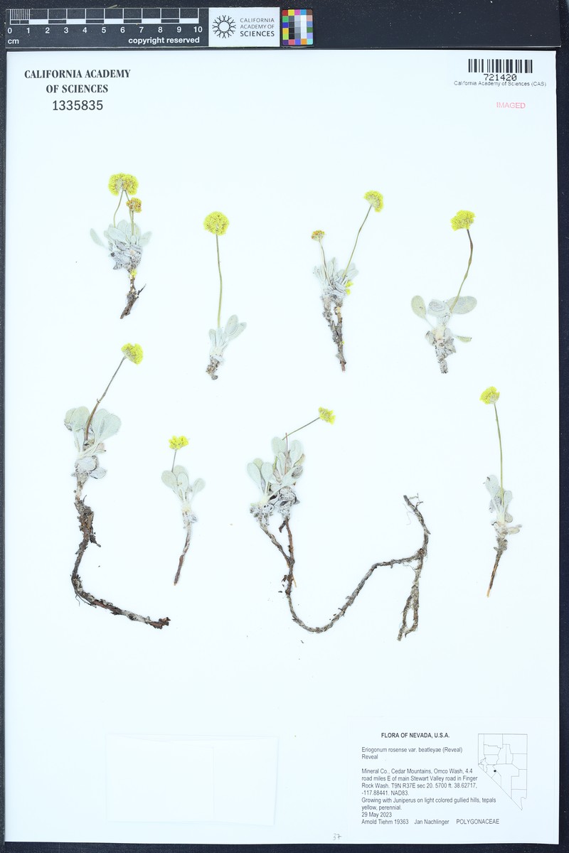 Eriogonum rosense var. beatleyae photo 5