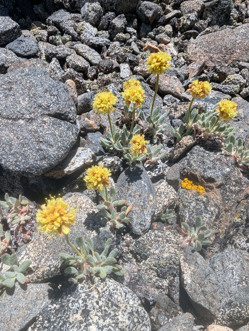 Eriogonum rosense var. rosense